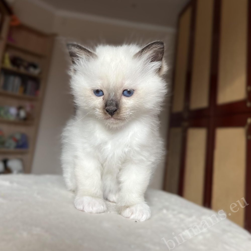 Chaton Birman Saba Vina présence calme, caractère équilibré