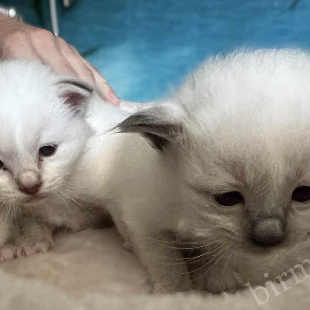 Chatons Saba Birman de la portée Y5 en haut de l'arbre à chat, les yeux ouverts