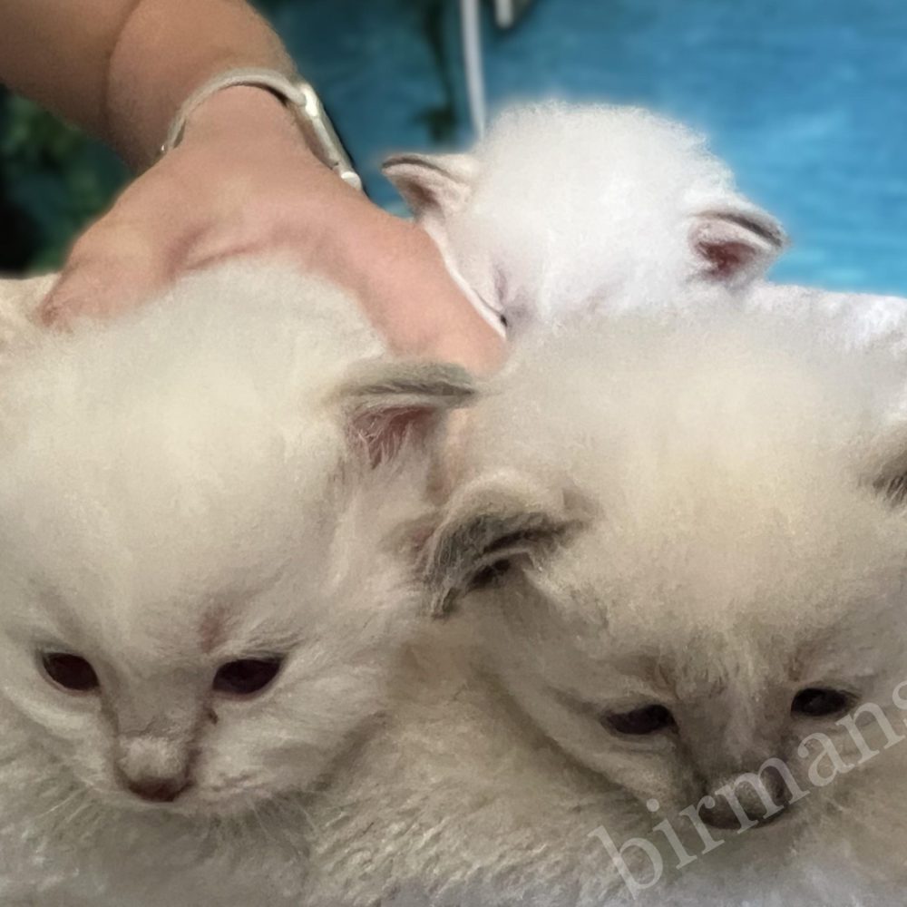 Chatons Birmans Y5 jouant ensemble, phase de développement active