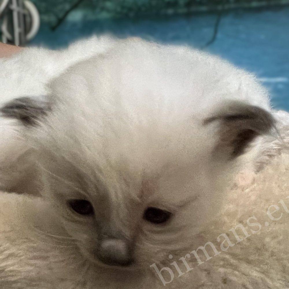 Chatons Birmans Y5 les yeux ouverts, phase de développement