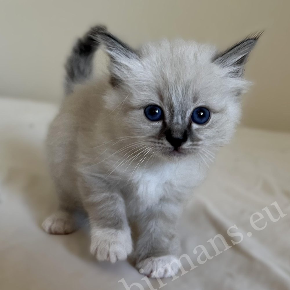 Saba Warden, chaton Birman mâle seal tabby, en promenade