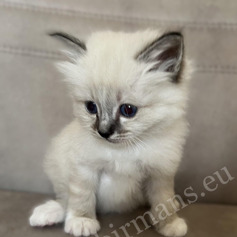 Saba Warden, chaton Birman mâle seal tabby, assis