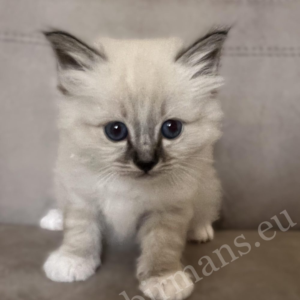 Saba Warden, chaton Birman mâle seal tabby, regardant l'appareil photo