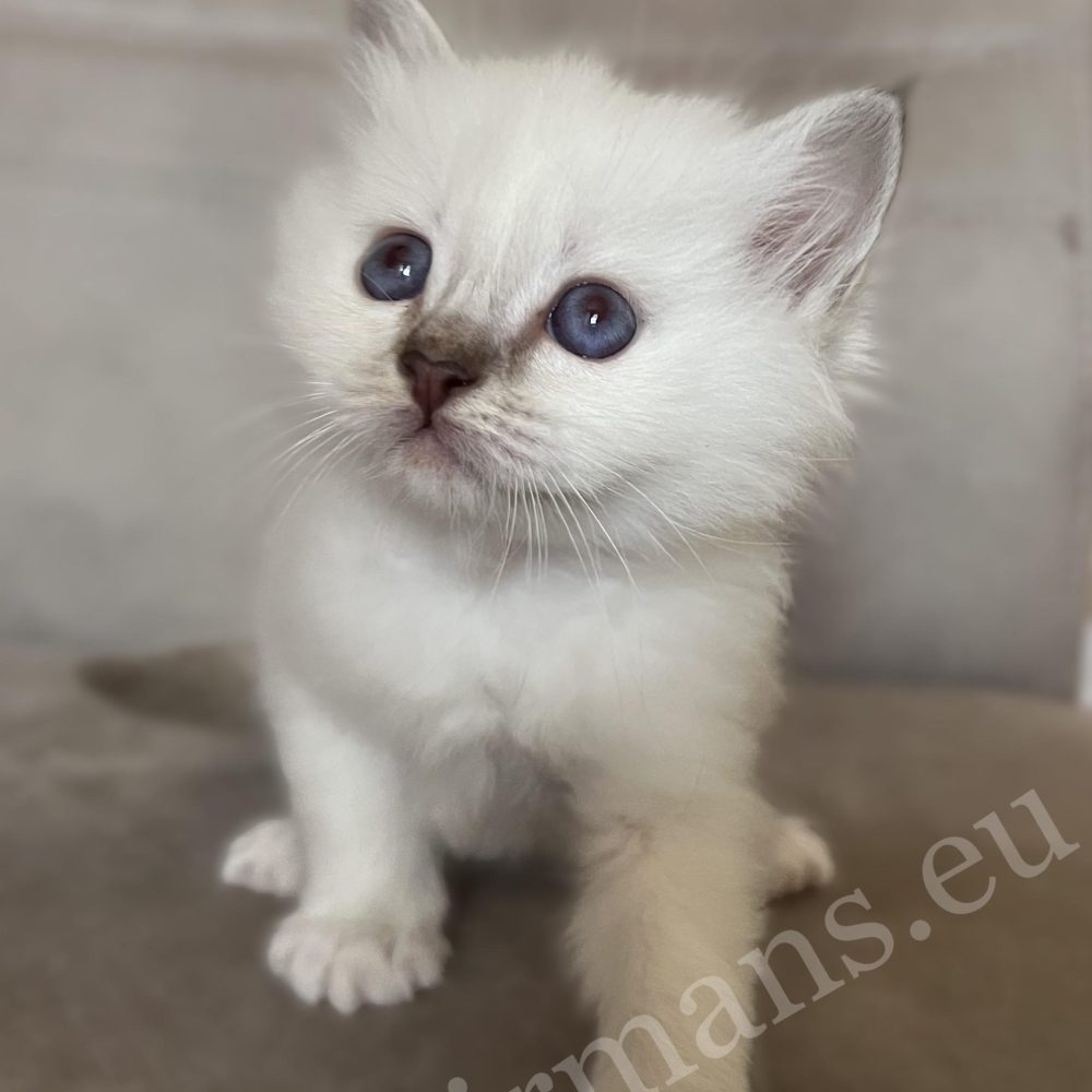 Saba Willow, chatonne Sacré de Birmanie chocolat tabby en position assise