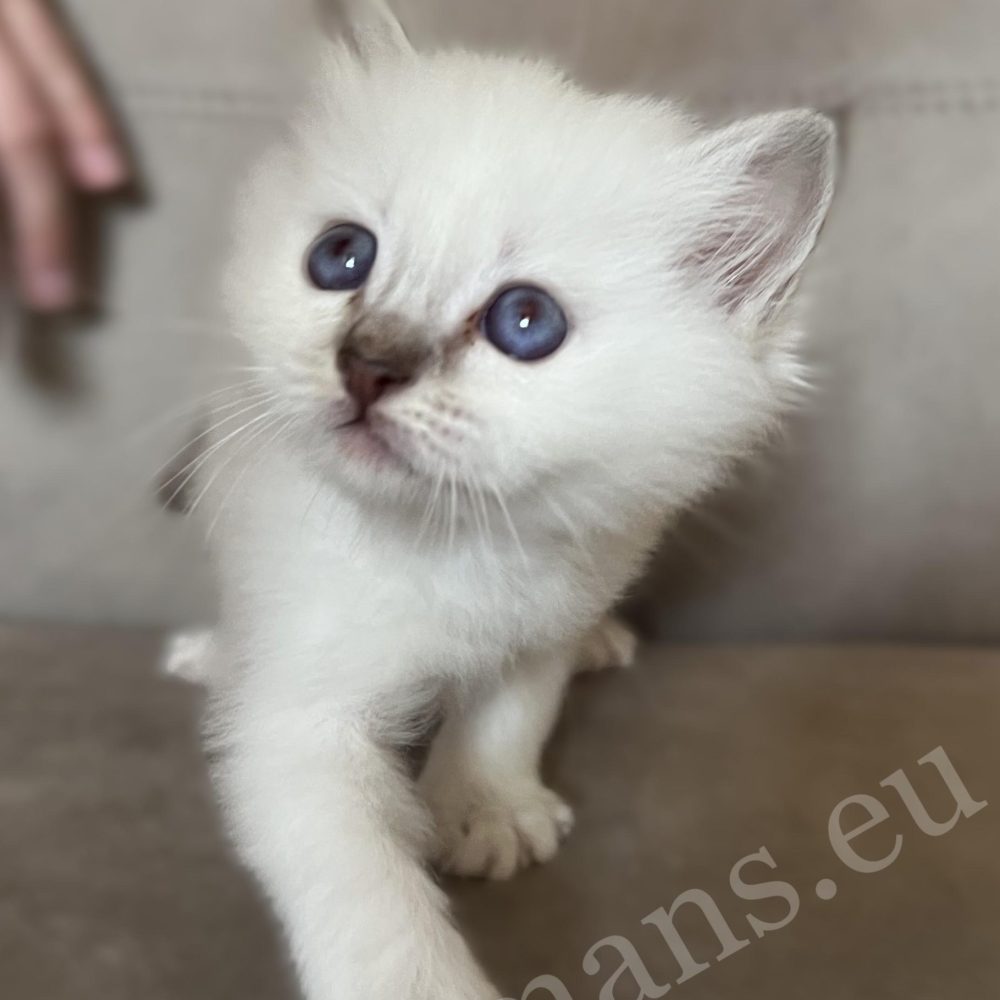 Saba Willow, chatonne Sacré de Birmanie chocolat tabby avec les pattes avant