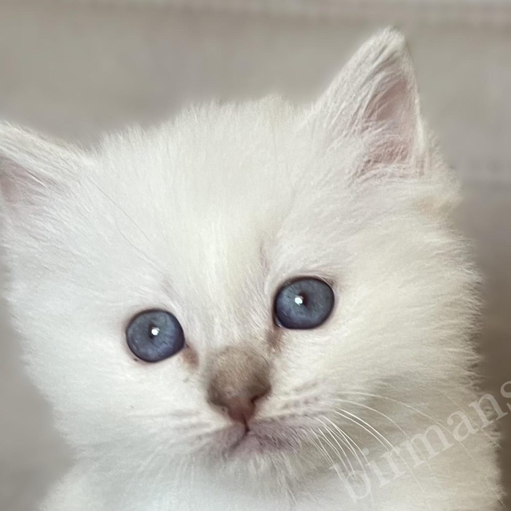 Portrait rapproché de l'œil du chaton mâle Birman lilas tabby Saba Whisper