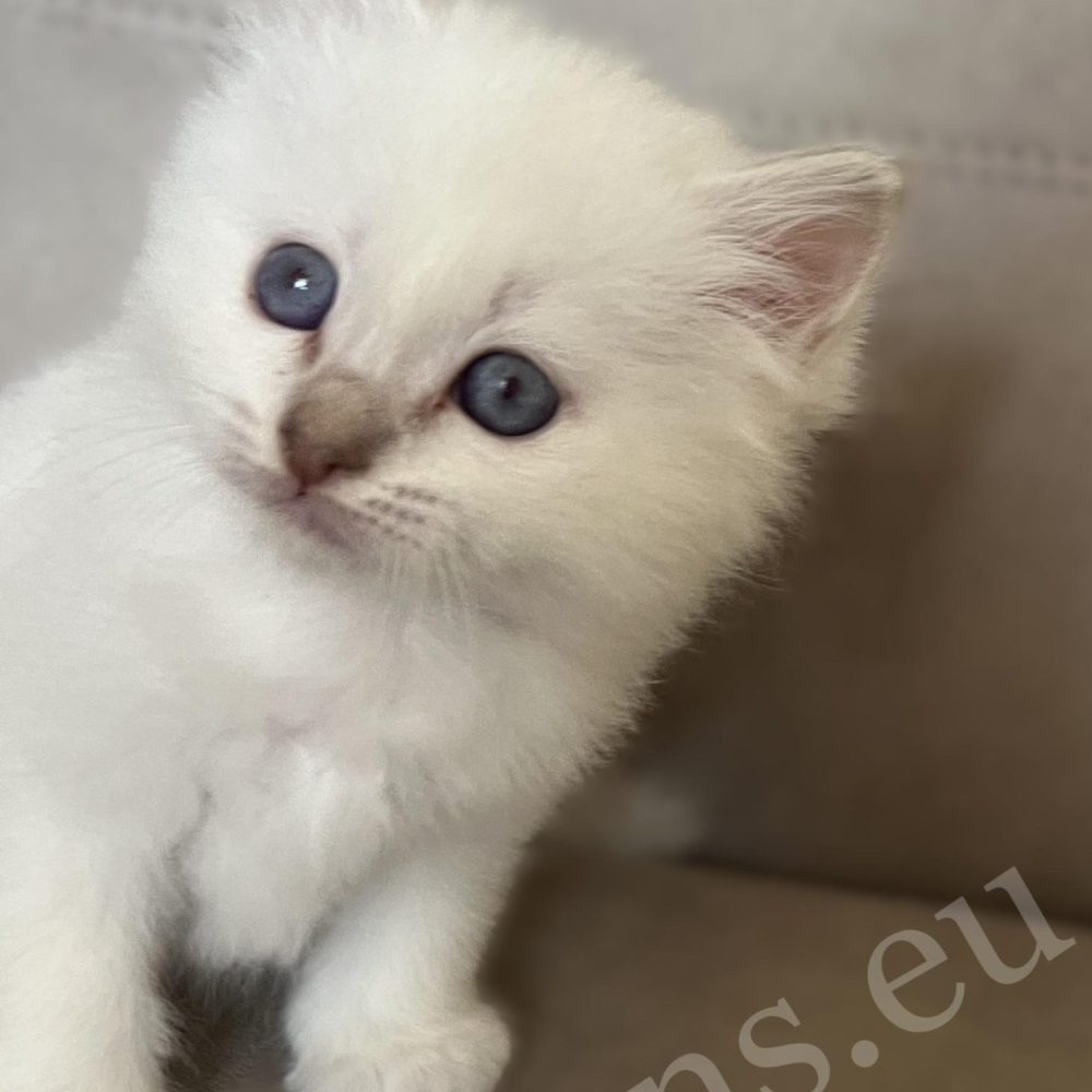 Saba Whisper, chaton mâle Birman lilas tabby en train de regarder furtivement