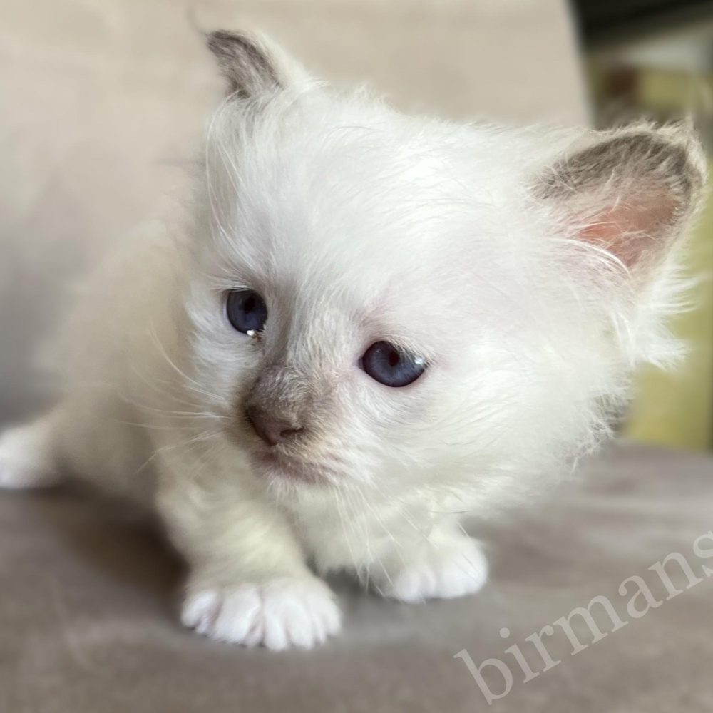 Saba Xavian, chaton mâle Birman chocolat point couché