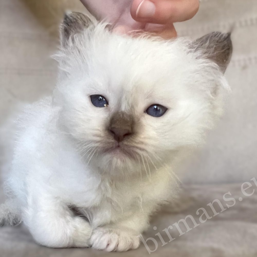 Saba Xavian, chaton mâle Birman chocolat point pendant les caresses