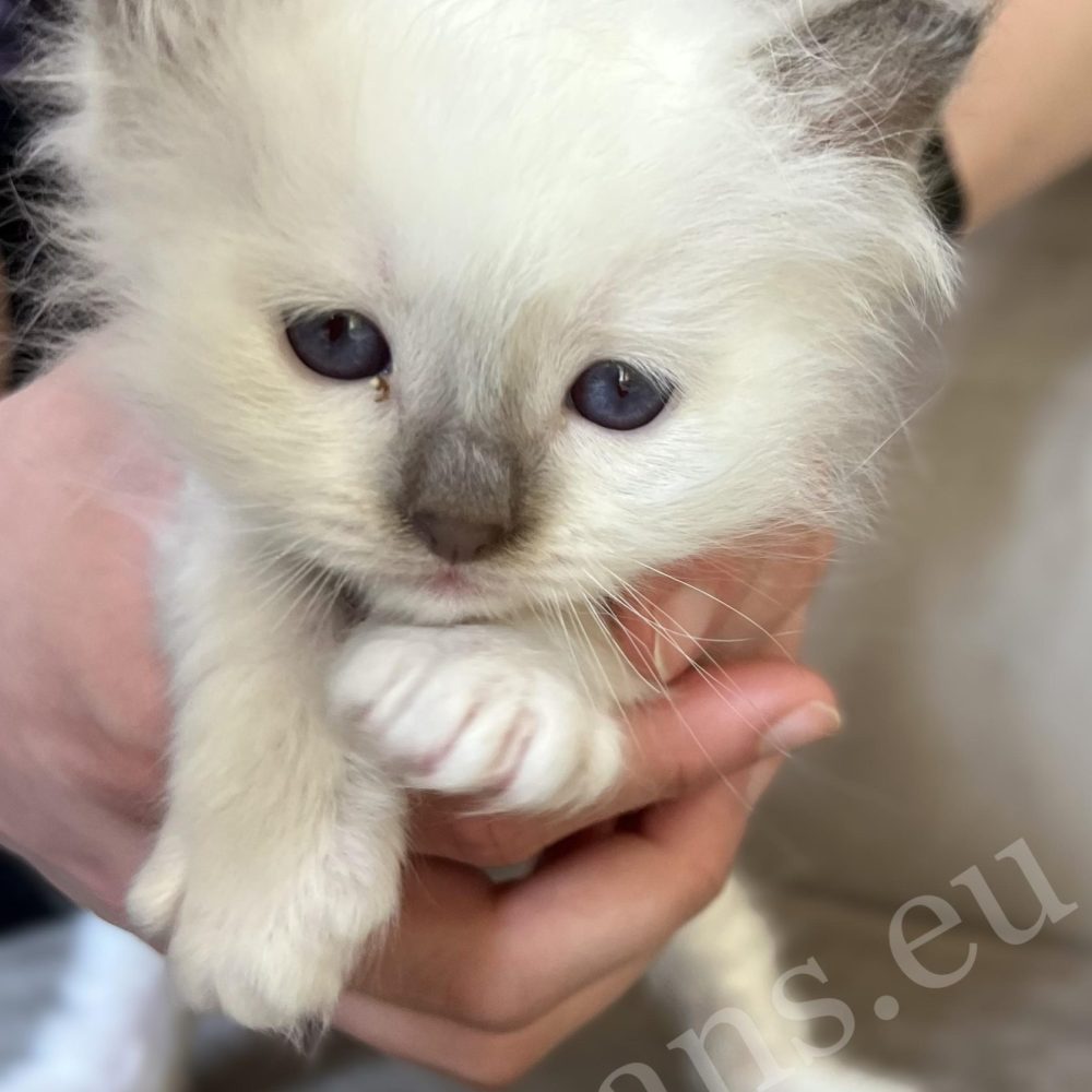 Saba Xavian, chaton mâle Birman chocolat point tenu dans les mains
