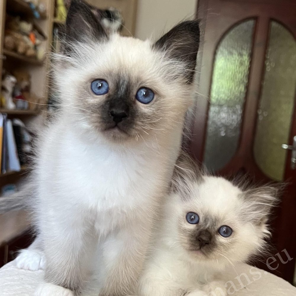 Saba Vico, chaton Birman à 8 semaines, debout à côté de sa sœur