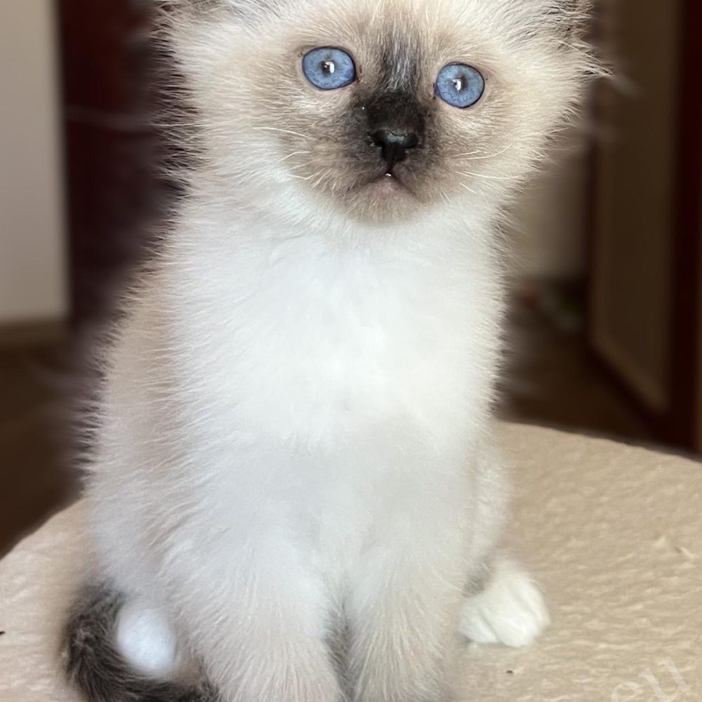 Saba Vico, chaton Birman seal point à 8 semaines, assis au sommet de l'arbre à chat