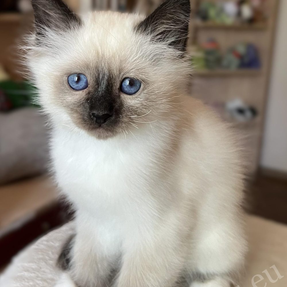 Saba Vico, chaton Birman seal point en gros plan, en position assise