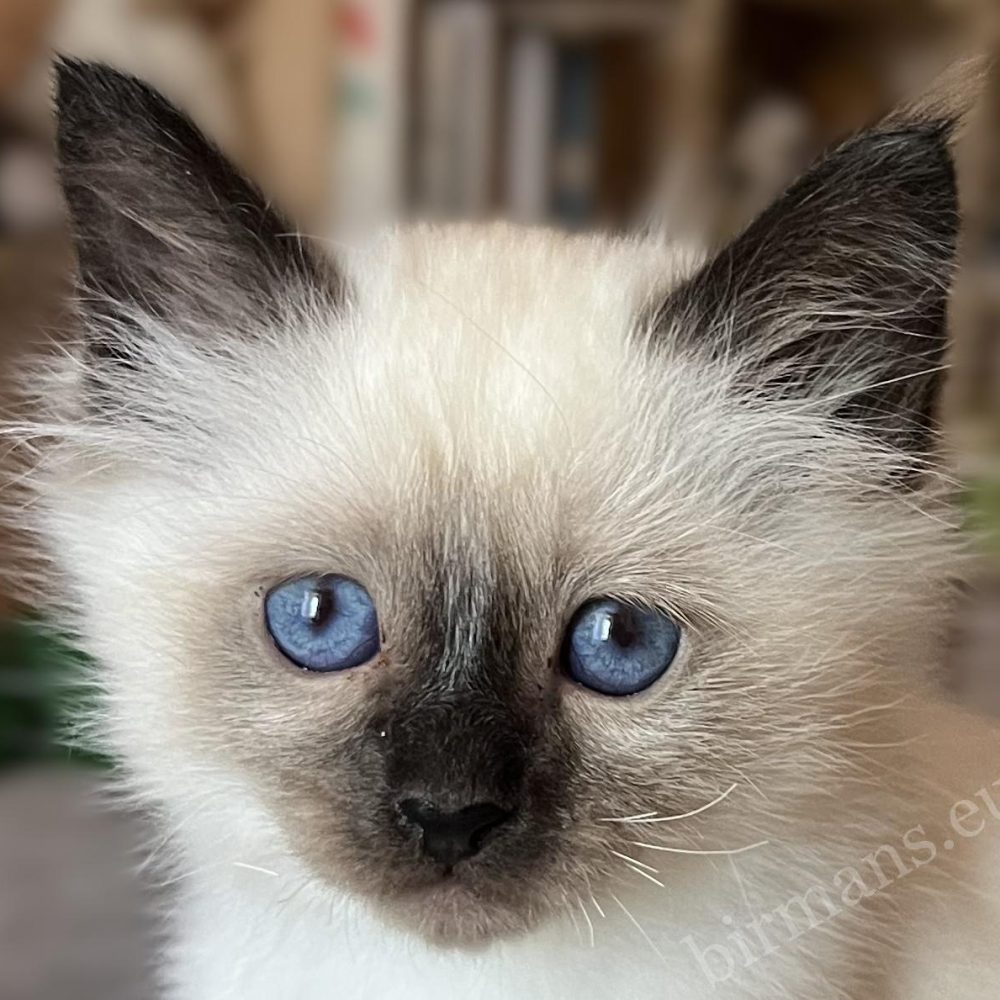 Saba Vico, chaton Birman, portrait en gros plan avec des yeux bleu profond