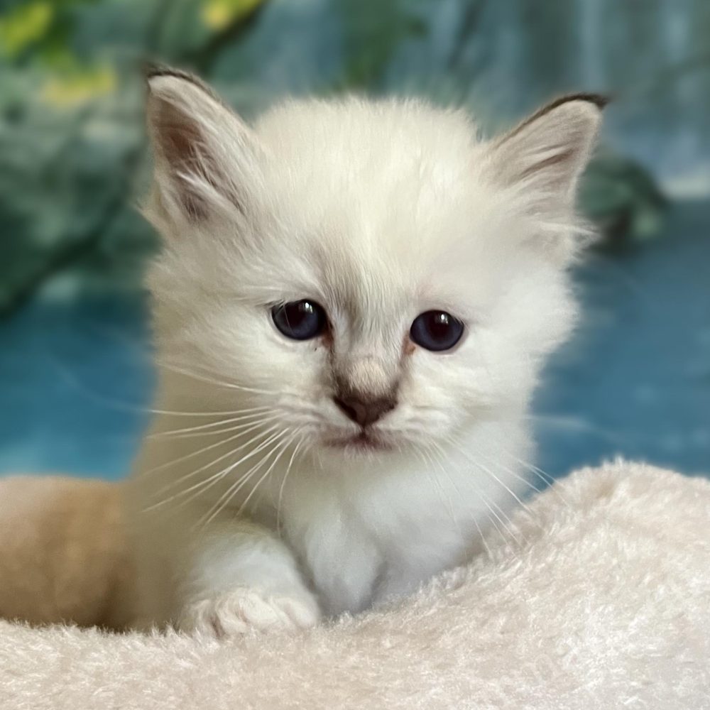 Saba Ysolde, chatonne Sacré de Birmanie chocolat tabby disponible, se déplace vers l'appareil photo