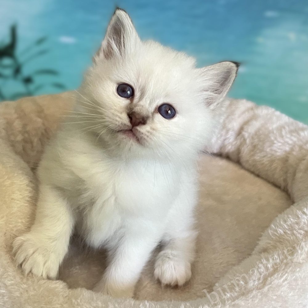 Saba Ysolde, chatonne Sacré de Birmanie chocolat tabby disponible, assise avec une forte constitution