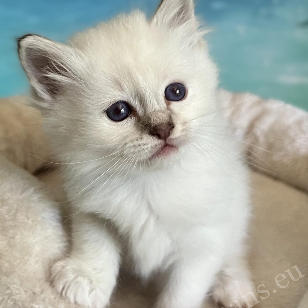 Saba Ysolde, chatonne Sacré de Birmanie chocolat tabby disponible, la tête penchée sur le côté, regarde l'appareil photo