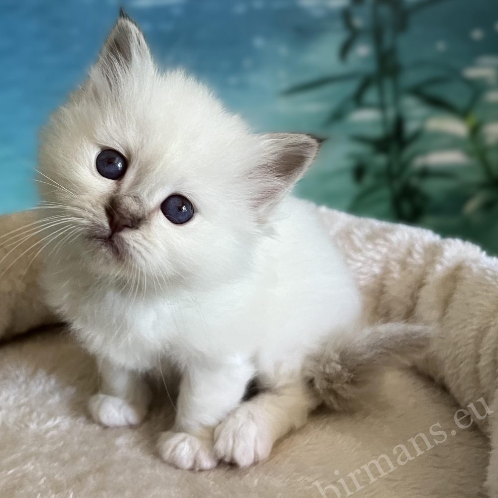 Saba Yorick, chaton mâle Sacré de Birmanie chocolat tabby, est disponible et assis sur le haut du griffoir