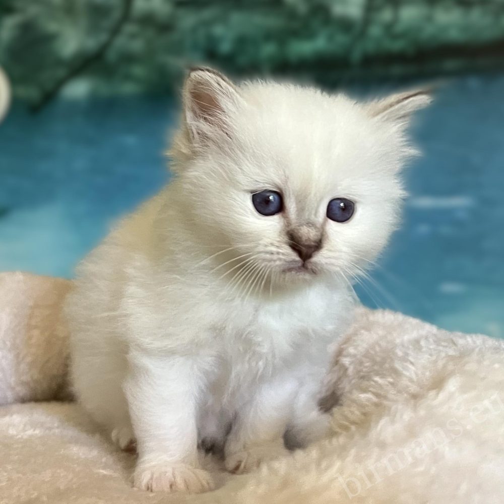 Saba Yorick, chaton mâle Sacré de Birmanie disponible, regarde depuis le haut du griffoir