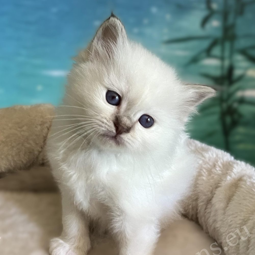 Saba Yorick, chaton mâle Sacré de Birmanie chocolat tabby, est disponible et assis avec un regard attentif