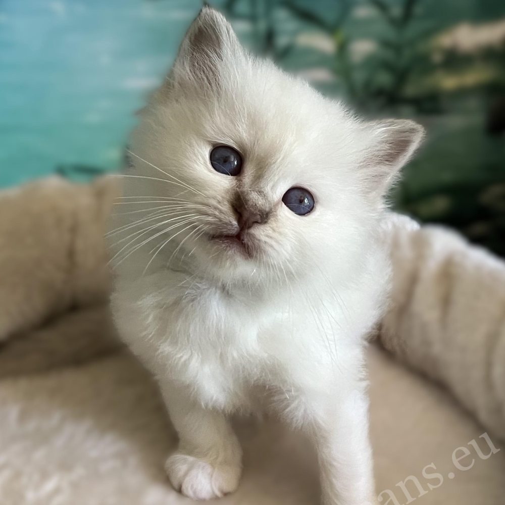 Saba Yorick, chaton mâle Sacré de Birmanie disponible, est assis sur le haut du griffoir