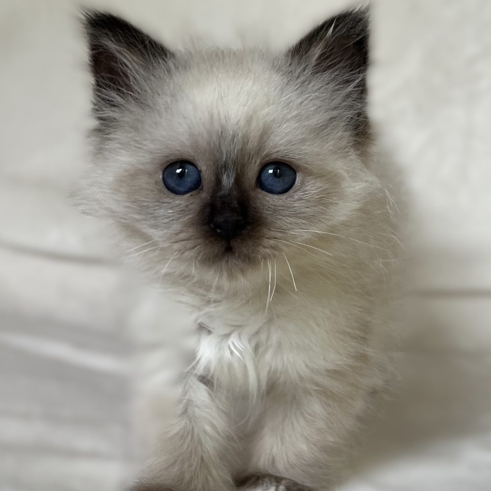 Chaton Birman Sacré mâle seal point Saba Xylo disponible en position debout avec des yeux bleu profond