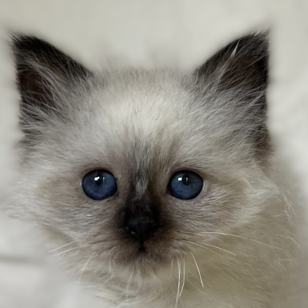 Chaton Birman Sacré mâle seal point Saba Xylo disponible et réservable sur une photo en gros plan focalisée sur les yeux avec des yeux bleu profond