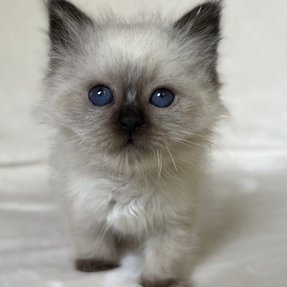 Chaton Birman Sacré mâle seal point Saba Xylo disponible et réservable photographié en gros plan de face avec des yeux bleu profond
