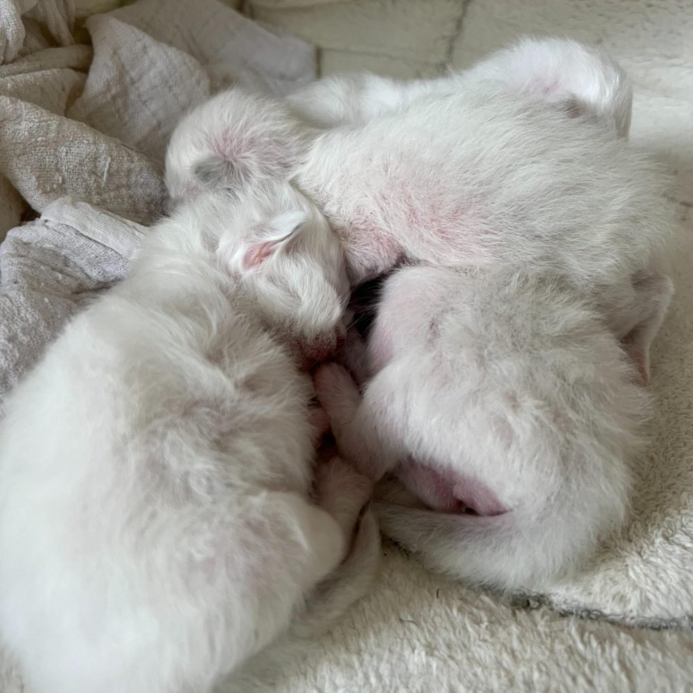 Chatons Sacrés de Birmanie de la portée Saba B 6 dormant blottis ensemble
