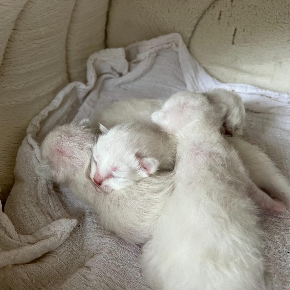 Chatons Sacrés de Birmanie de la portée Saba B 6 dormant blottis ensemble