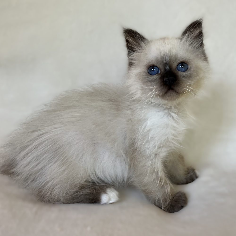 Saba Xylo chaton Sacré de Birmanie disponible de profil