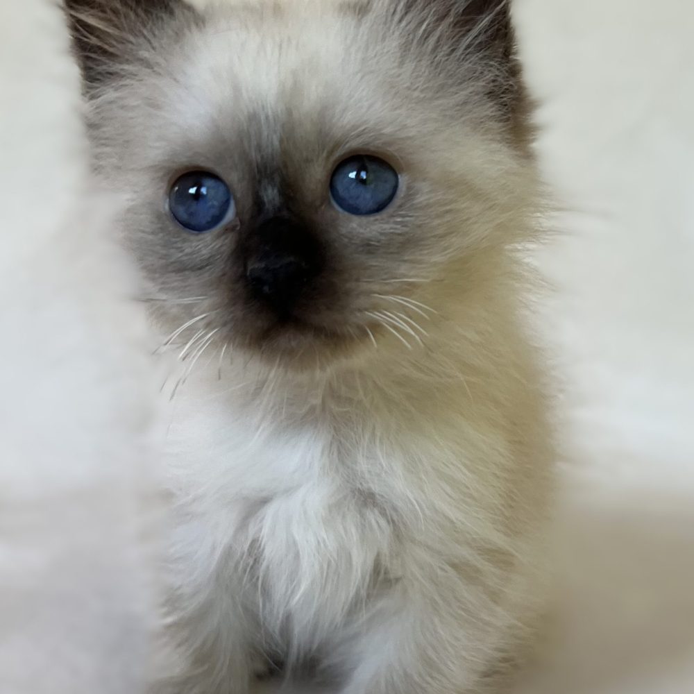 Saba Xylo chaton mâle Sacré de Birmanie disponible aux yeux bleus