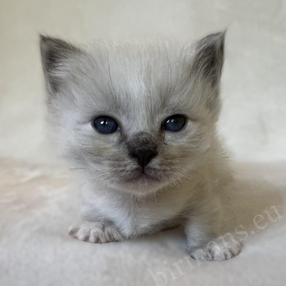 Saba Zeno, chaton mâle Sacré de Birmanie bleu tabby, regarde l’appareil photo