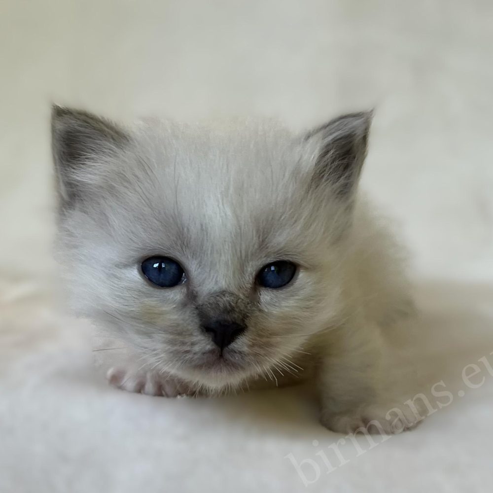 Portrait de Saba Zeno, chaton mâle Sacré de Birmanie bleu tabby