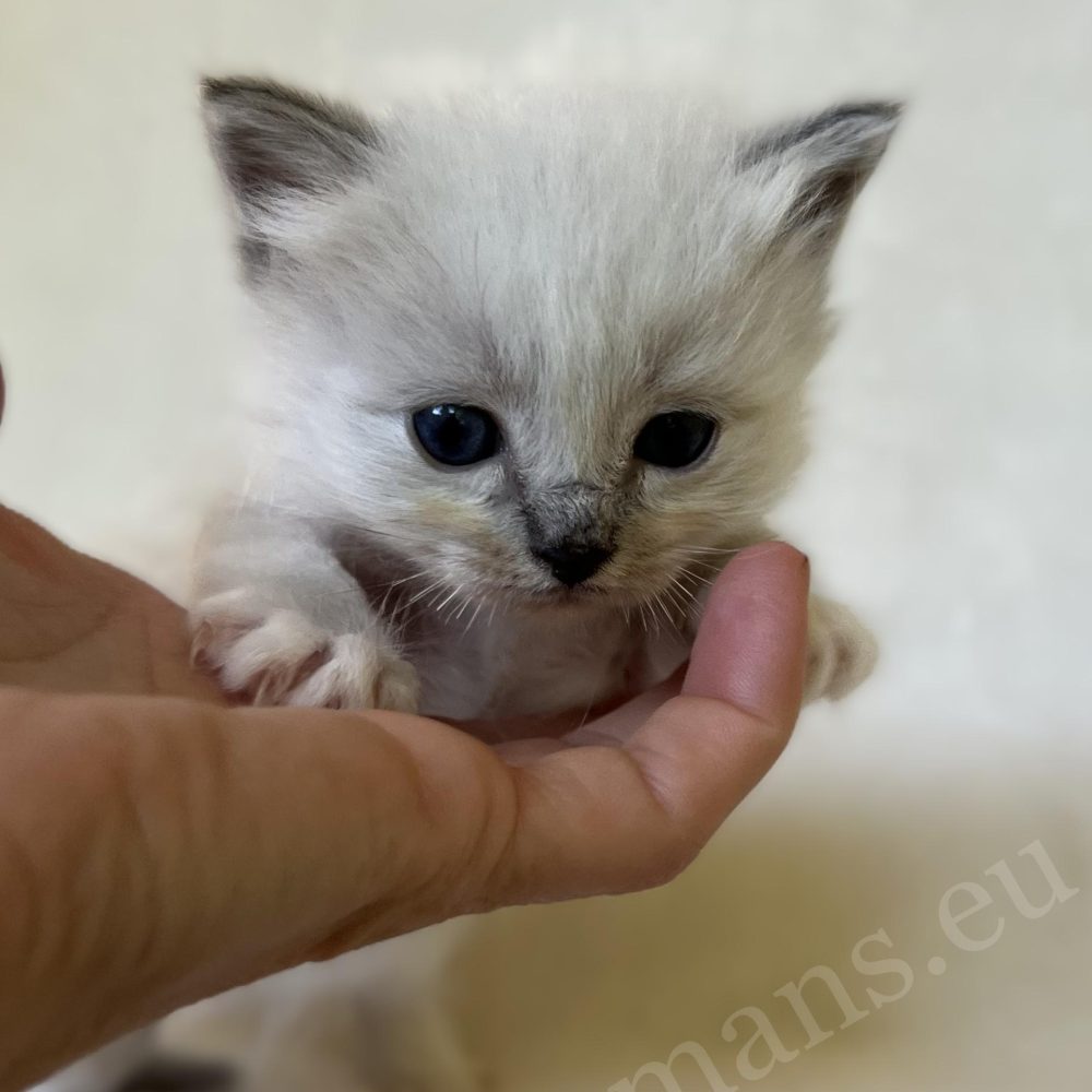 Saba Zeno, chaton mâle Sacré de Birmanie bleu tabby, tenu dans la main