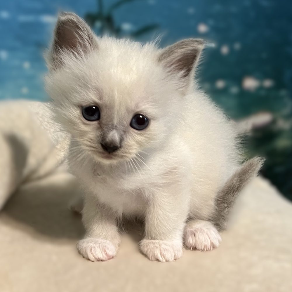 Saba Byron, chaton mâle Birman bleu point disponible, photographié de face avec des yeux bleus intenses