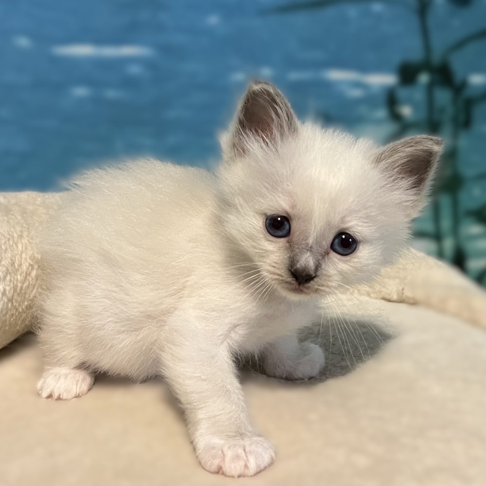 Saba Byron, chaton mâle Birman bleu point disponible, photographié de profil en plein jeu