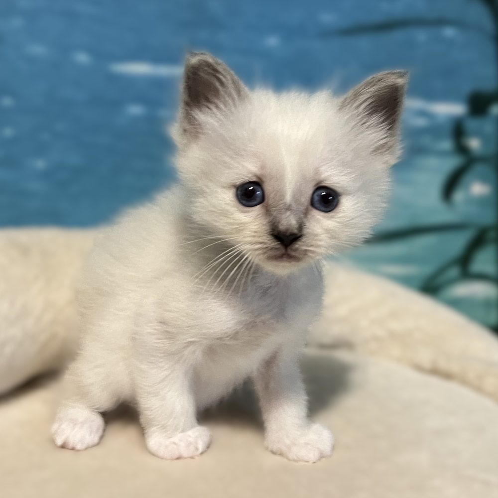 Saba Byron, chaton mâle Birman bleu point disponible, dans une posture confiante