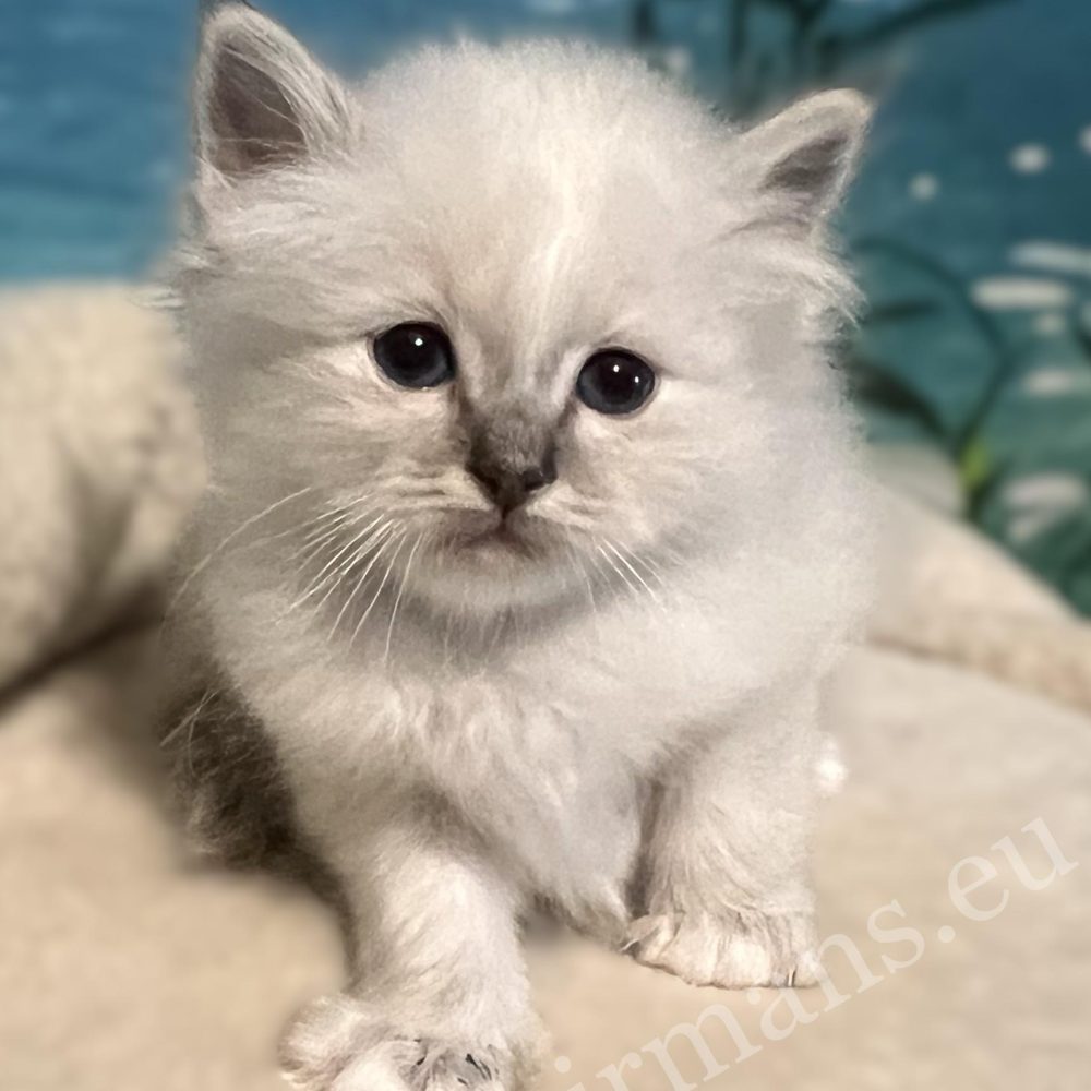 Portrait rapproché de Saba Bastian, chaton Sacré de Birmanie disponible et réservable.