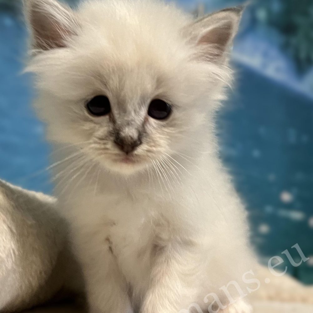 Saba Bastian, chaton Sacré de Birmanie disponible et réservable, assis au sommet de l'arbre à chat.