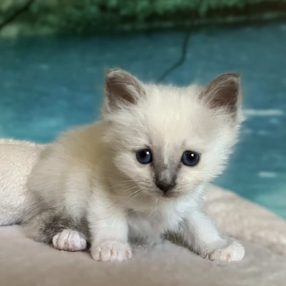 Saba Byron, chaton mâle Birman bleu point disponible, avec une expression affectueuse et espiègle