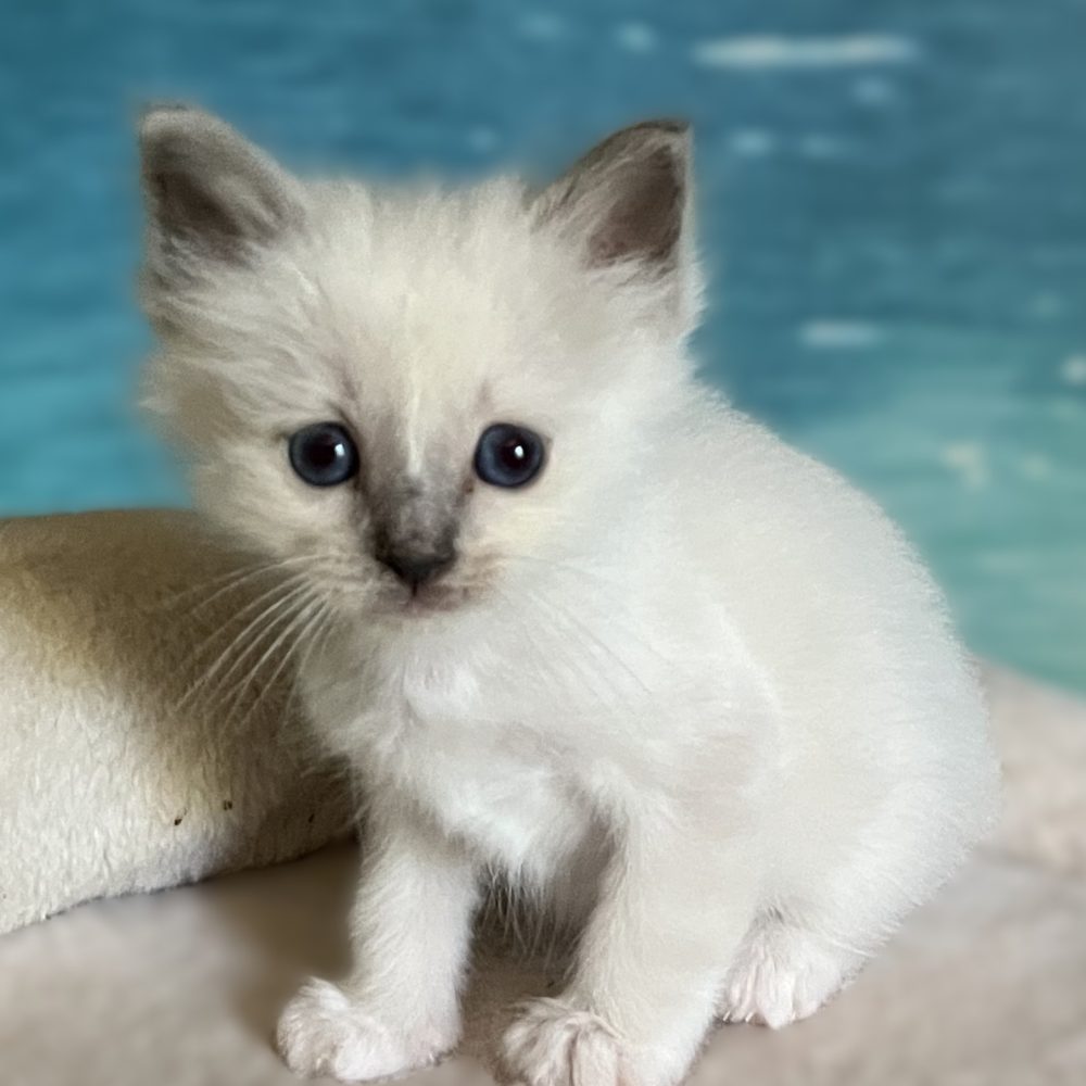 Saba Byron, chaton mâle Birman bleu point disponible, assis calmement de profil