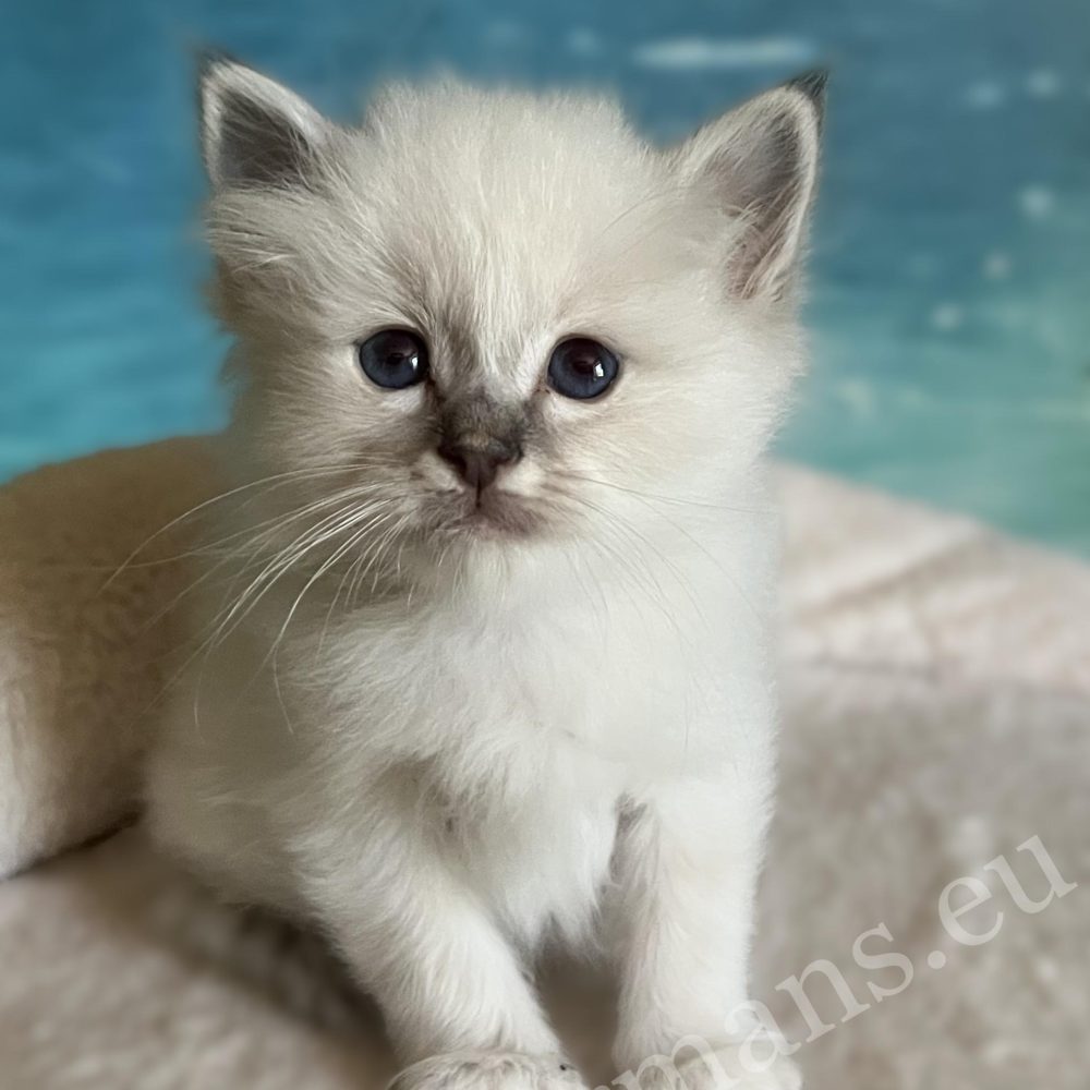 Saba Bastian, chaton Sacré de Birmanie disponible et réservable, assis, avec son motif tabby visible.