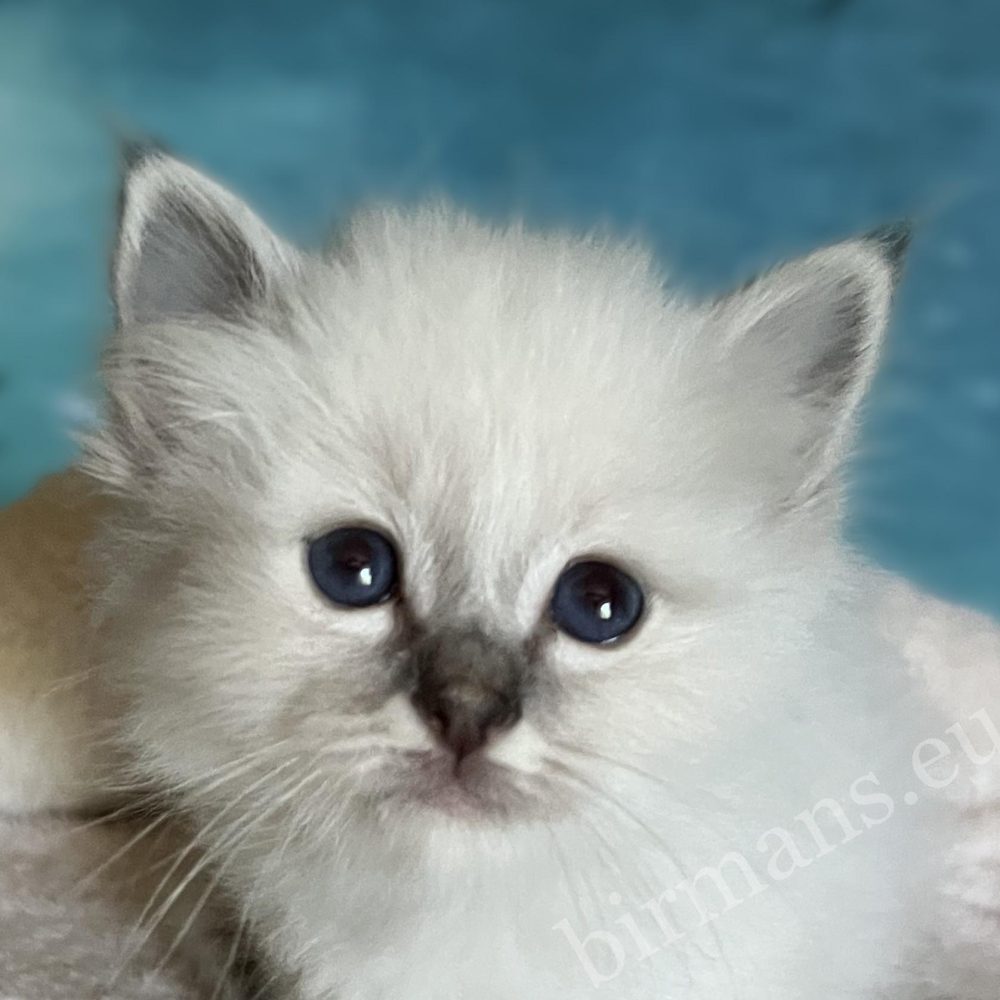 Portrait rapproché de Saba Bastian, chaton Sacré de Birmanie disponible et réservable, avec ses yeux bleus.