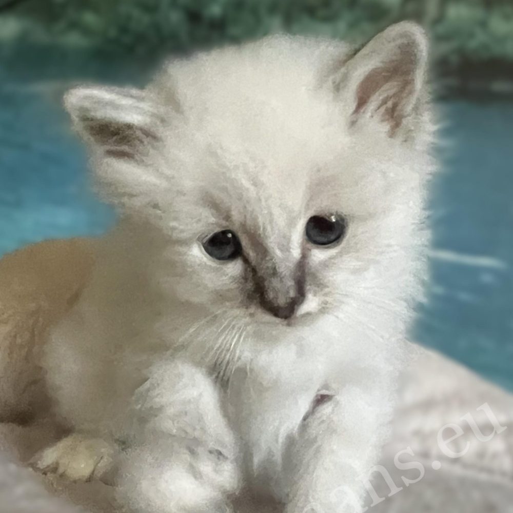 Saba Bastian, chaton Sacré de Birmanie disponible et réservable, regardant l'appareil photo.