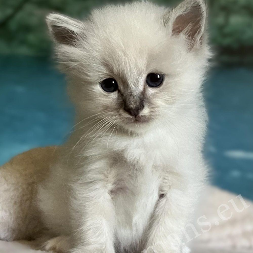 Saba Bastian, chaton Sacré de Birmanie disponible et réservable, assis d'un air rêveur.