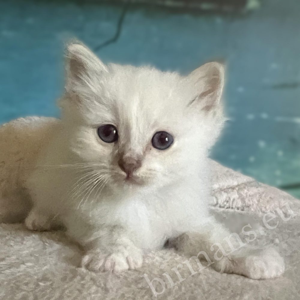 Disponible, chaton Sacré de Birmanie Saba Bentley allongé de face