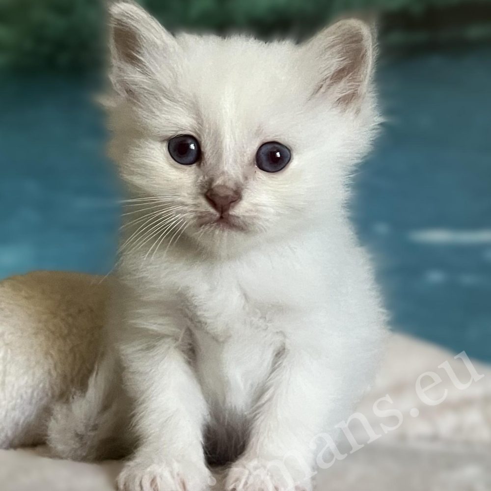 Le chaton Sacré de Birmanie Saba Bentley est réservable, assis de face
