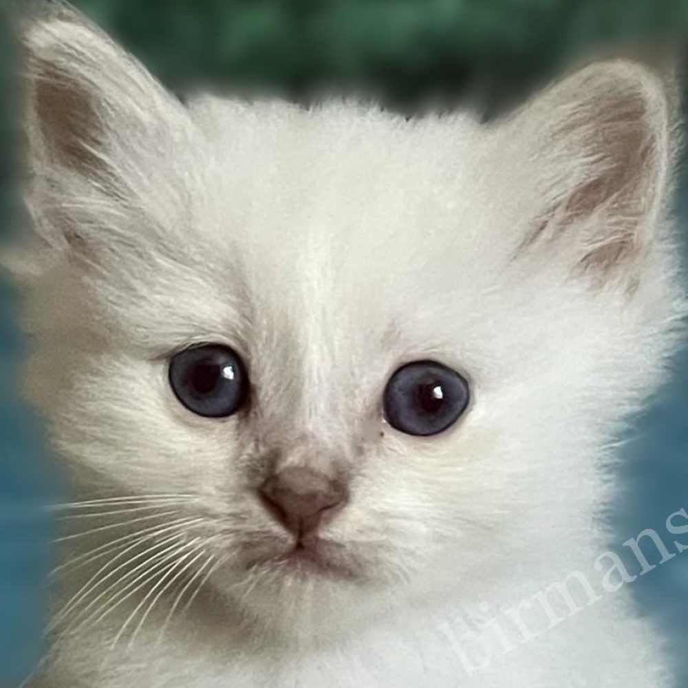 Réservable, portrait en gros plan du chaton Sacré de Birmanie Saba Bentley