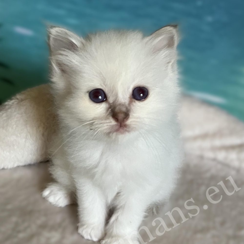 Saba Bianca, chatonne Sacré de Birmanie Lilac disponible, couchée